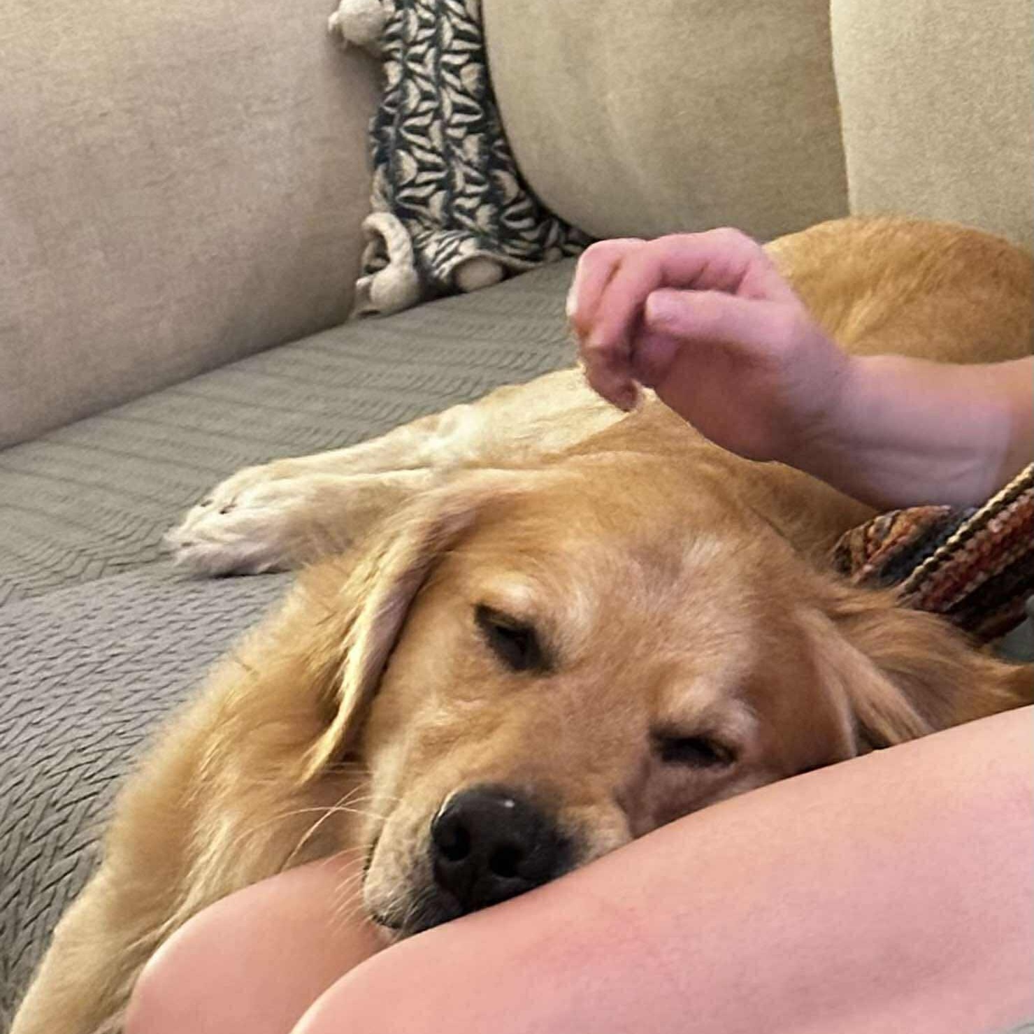 Enlarge Clint, a Adopted Golden Retriever in Inez, TX image 5/6