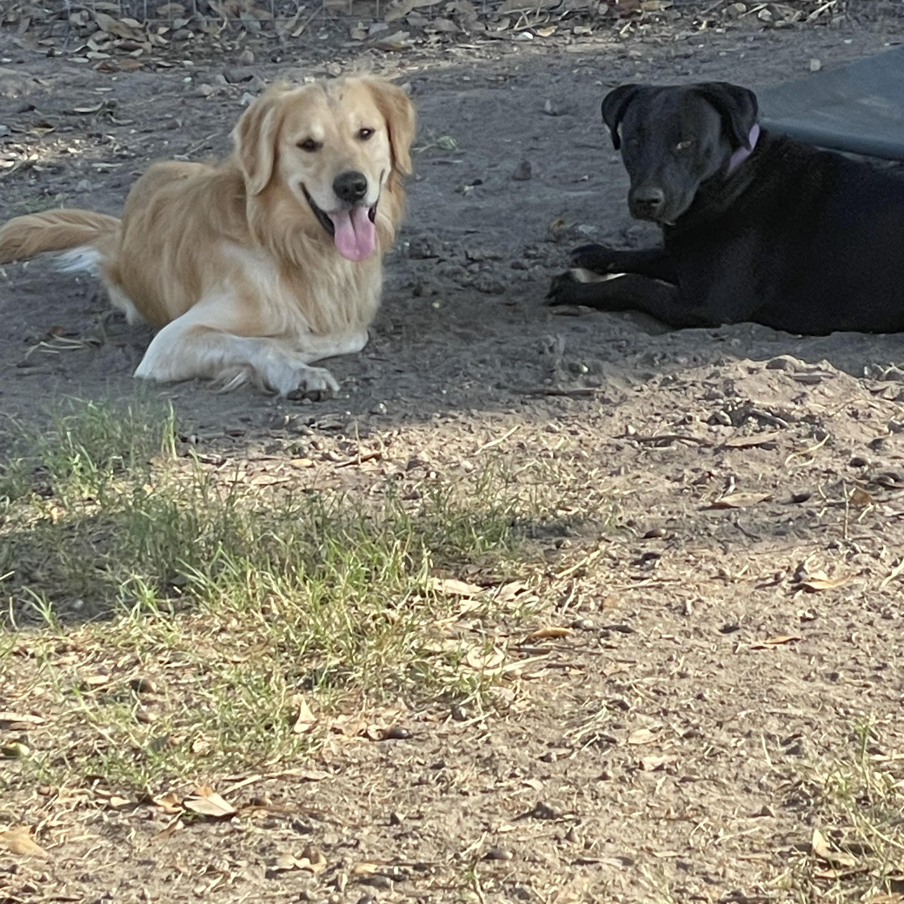 Enlarge Clint, a Adopted Golden Retriever in Inez, TX image 2/6