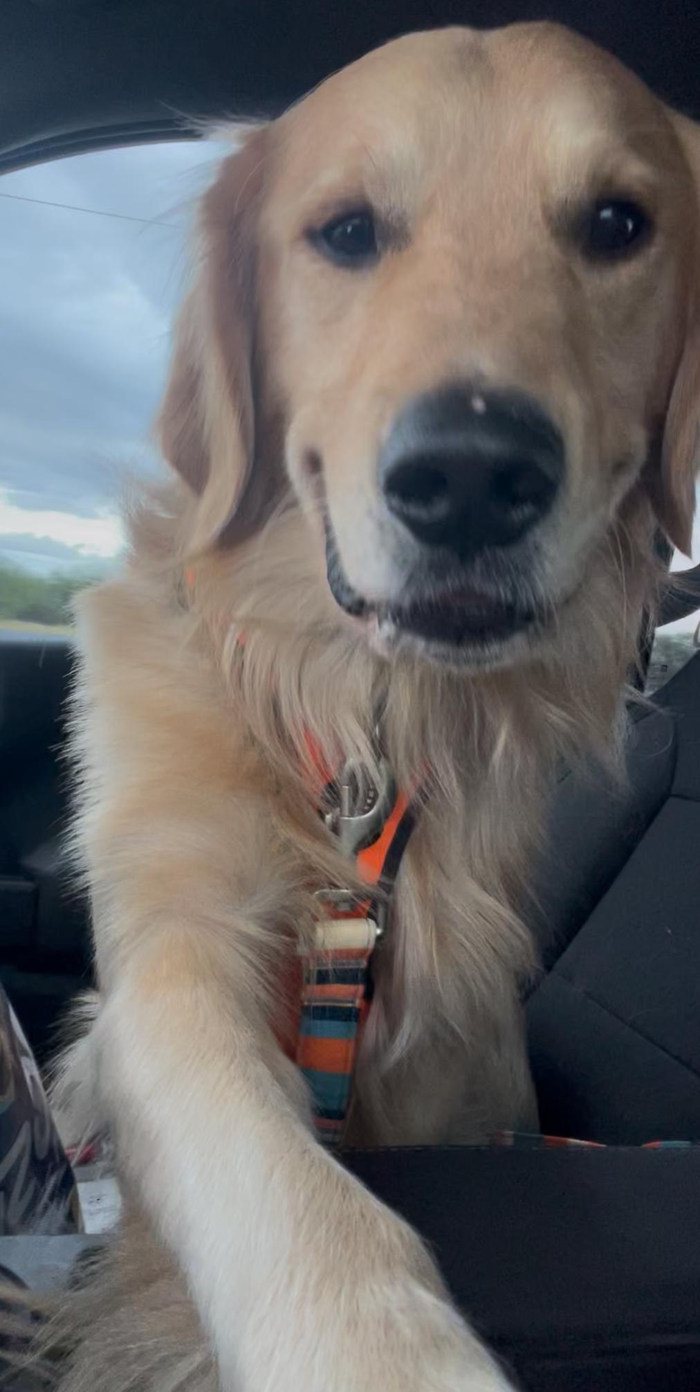 Enlarge Clint, a Adopted Golden Retriever in Inez, TX image 3/6