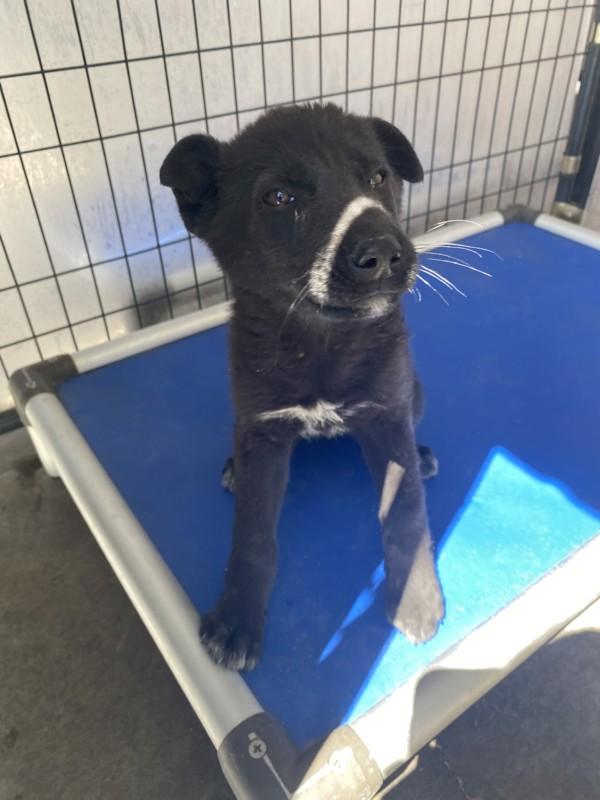 Zenda, Adoptable, Puppy Female Labrador Retriever.