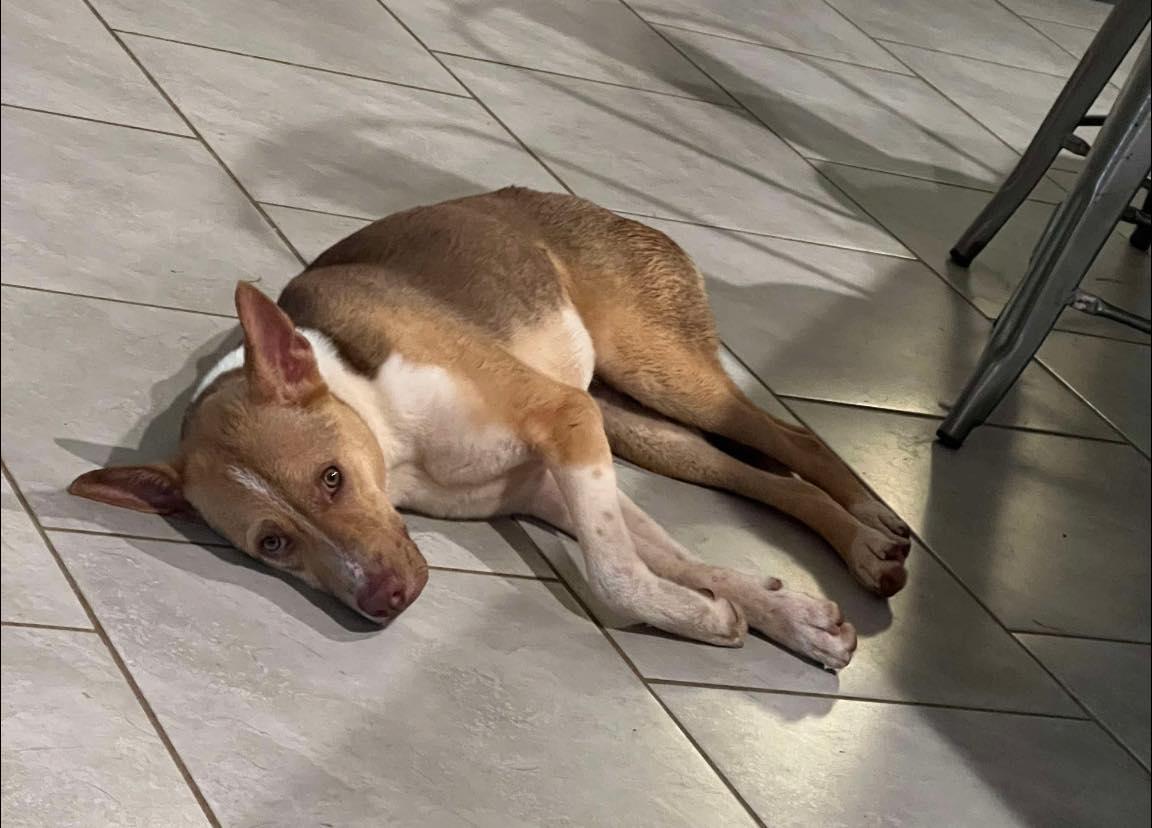 Chevy, a Adoptable mixed breed in Cypress, TX image 2/6