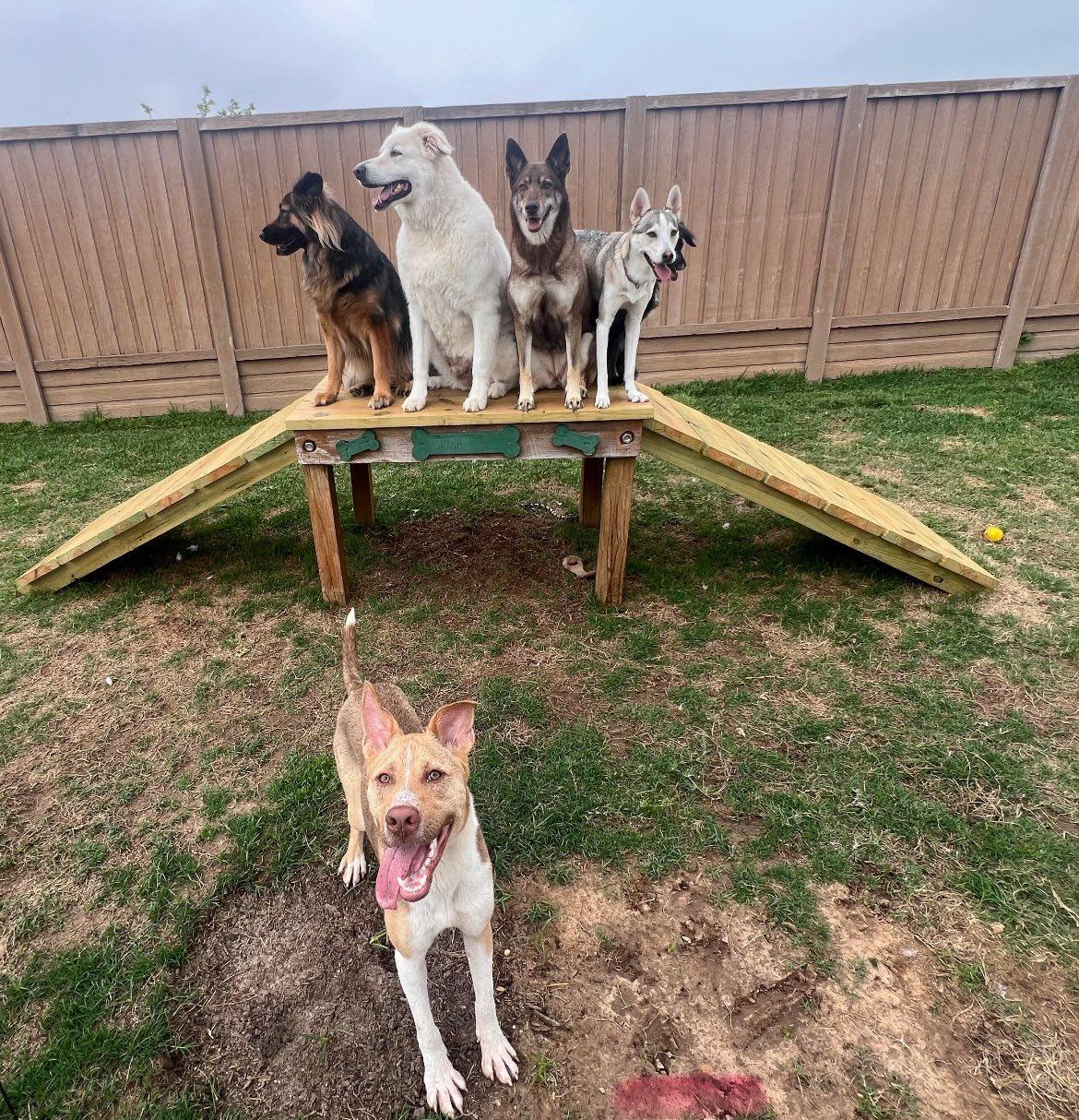 Chevy, a Adoptable mixed breed in Cypress, TX image 3/6