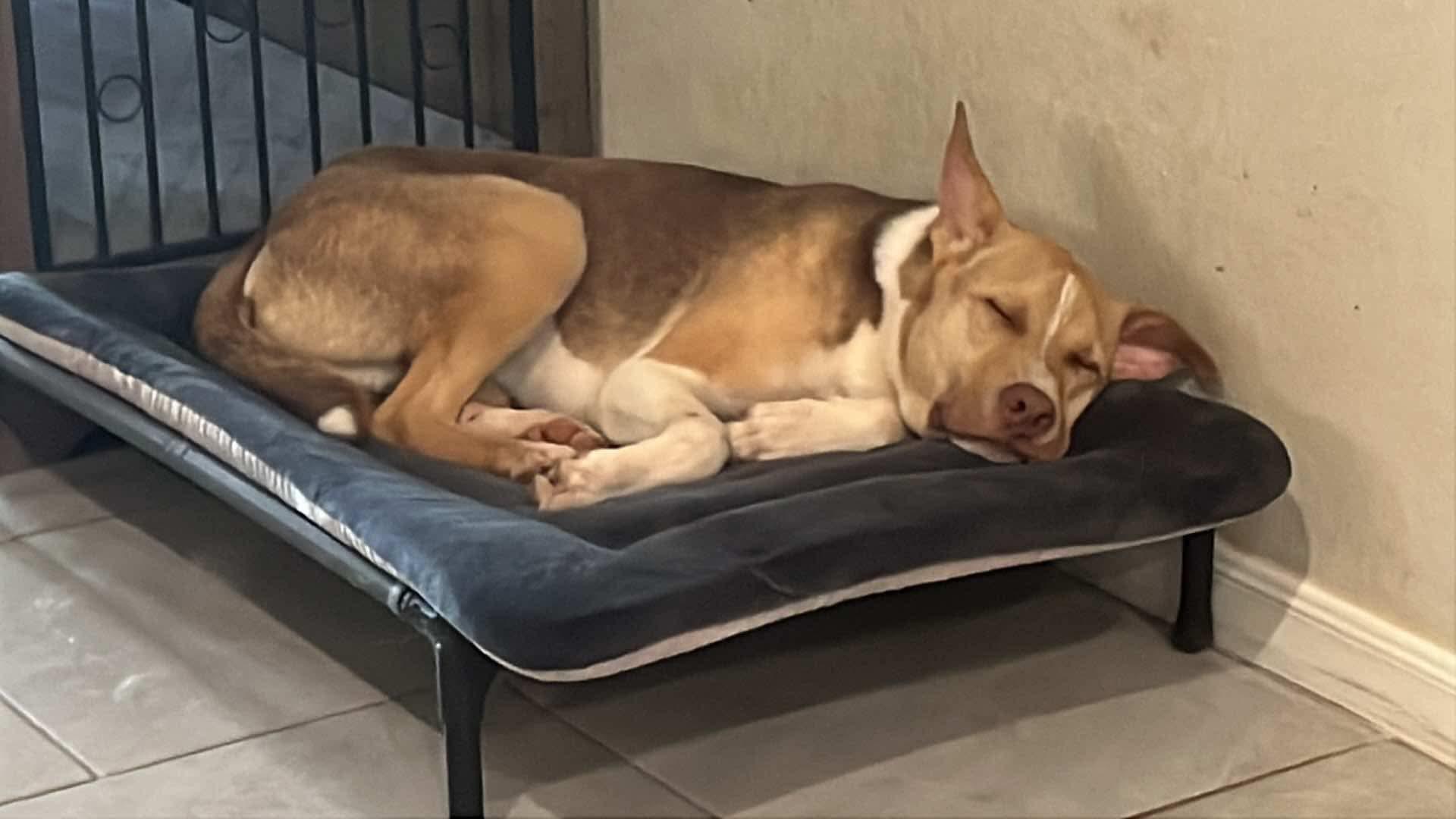 Chevy, a Adoptable mixed breed in Cypress, TX image 4/6