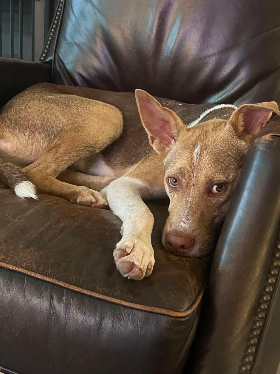 Chevy, a Adoptable mixed breed in Cypress, TX image 5/6