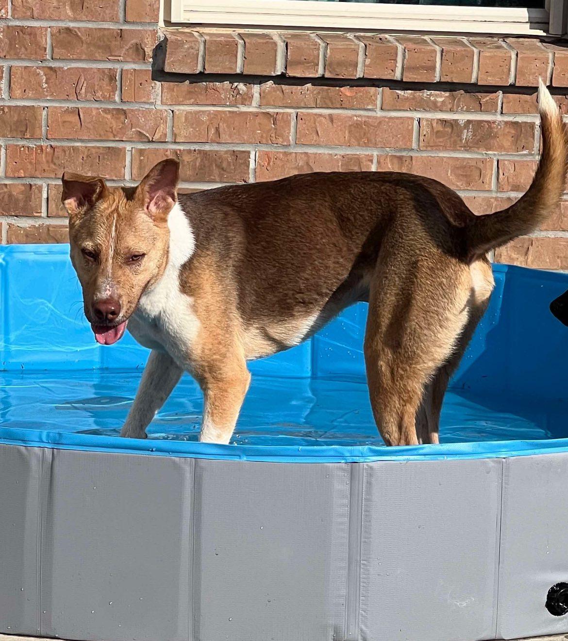 Chevy, a Adoptable mixed breed in Cypress, TX image 6/6