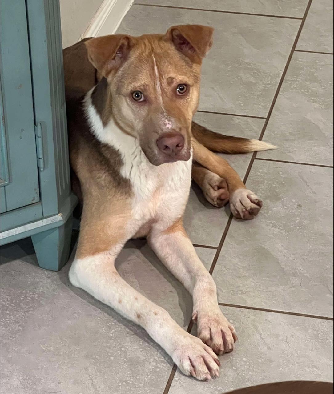 Chevy, a Adoptable mixed breed in Cypress, TX image 1/6