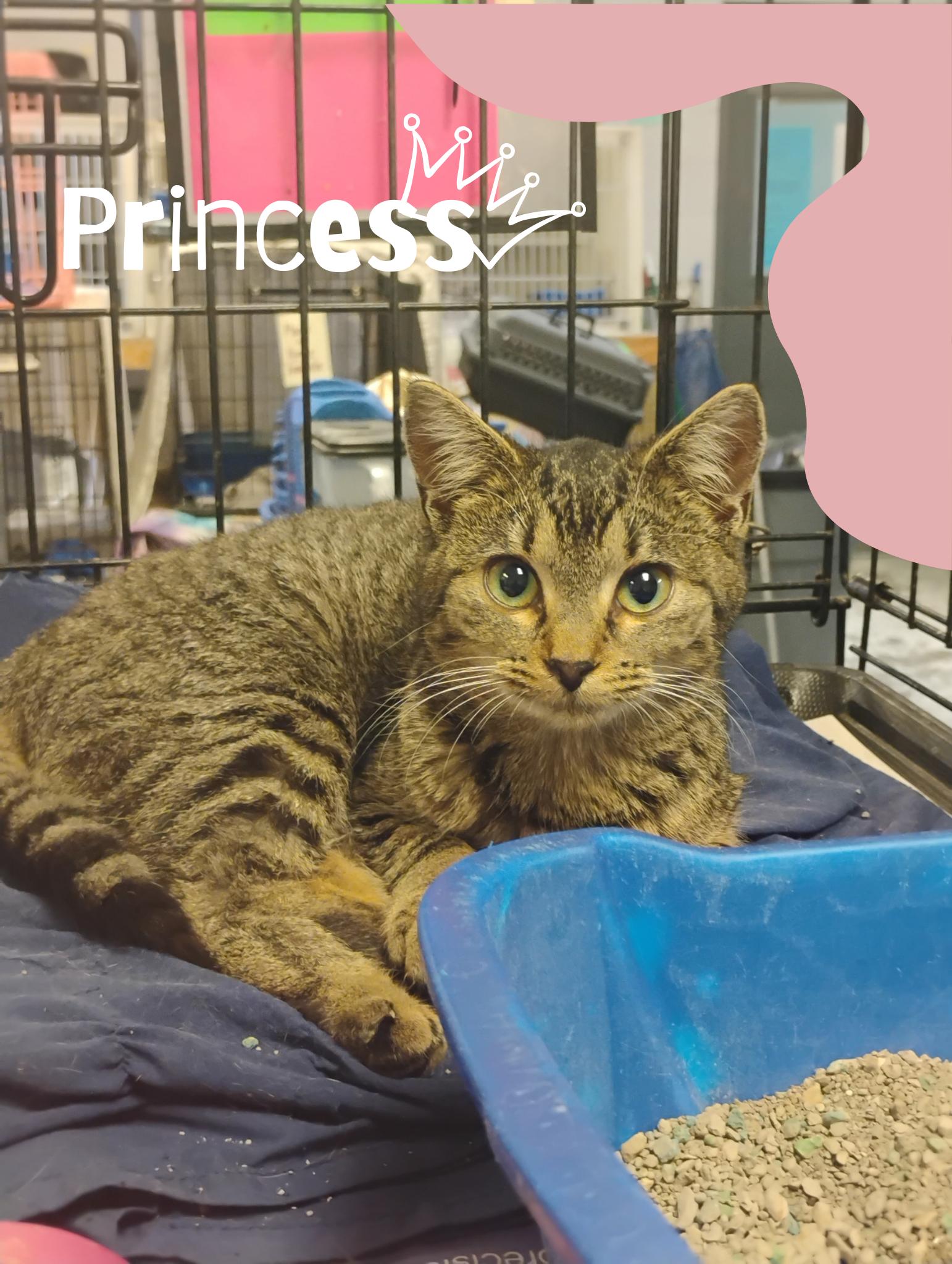 Enlarge Princess, a Adoptable Tabby in Muncie, IN image 1/1