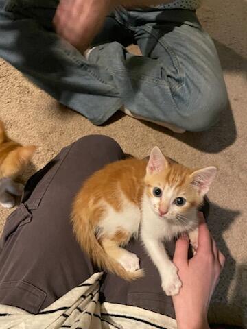 Enlarge Tiny Tim, a Adopted Domestic Short Hair in Burlington, VT image 1/6