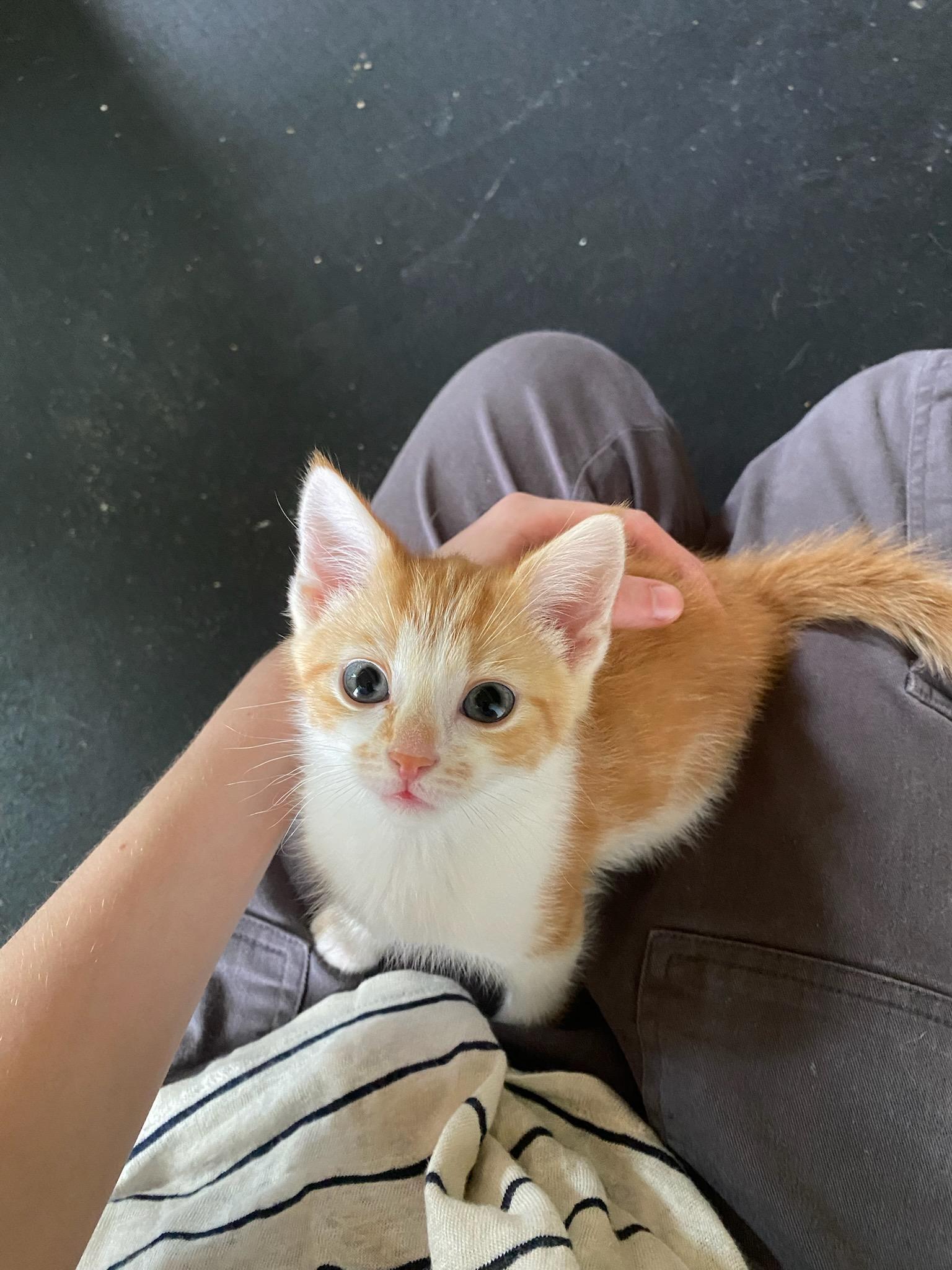 Enlarge Tiny Tim, a Adopted Domestic Short Hair in Burlington, VT image 2/6