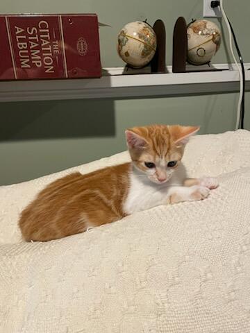 Enlarge Tiny Tim, a Adopted Domestic Short Hair in Burlington, VT image 3/6