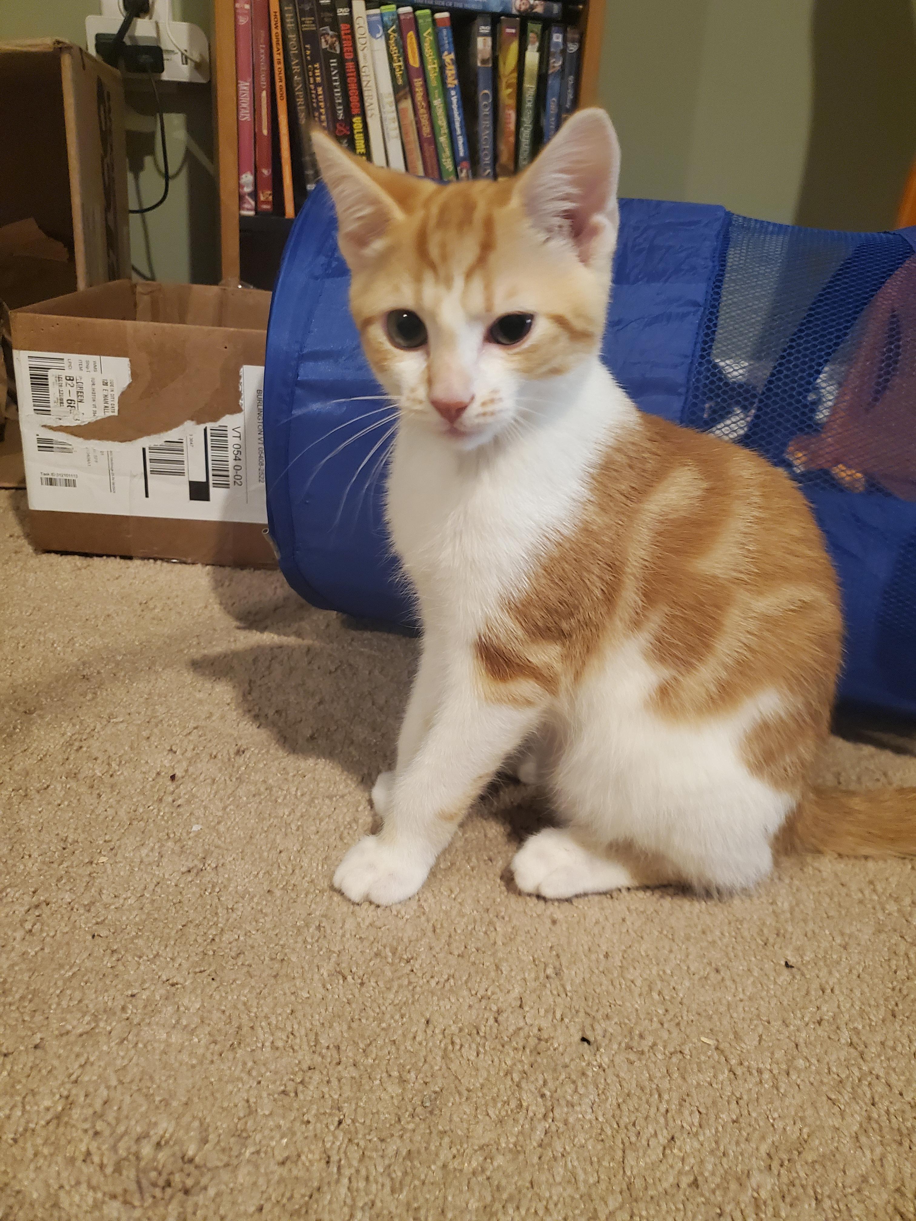 Enlarge Tiny Tim, a Adopted Domestic Short Hair in Burlington, VT image 4/6