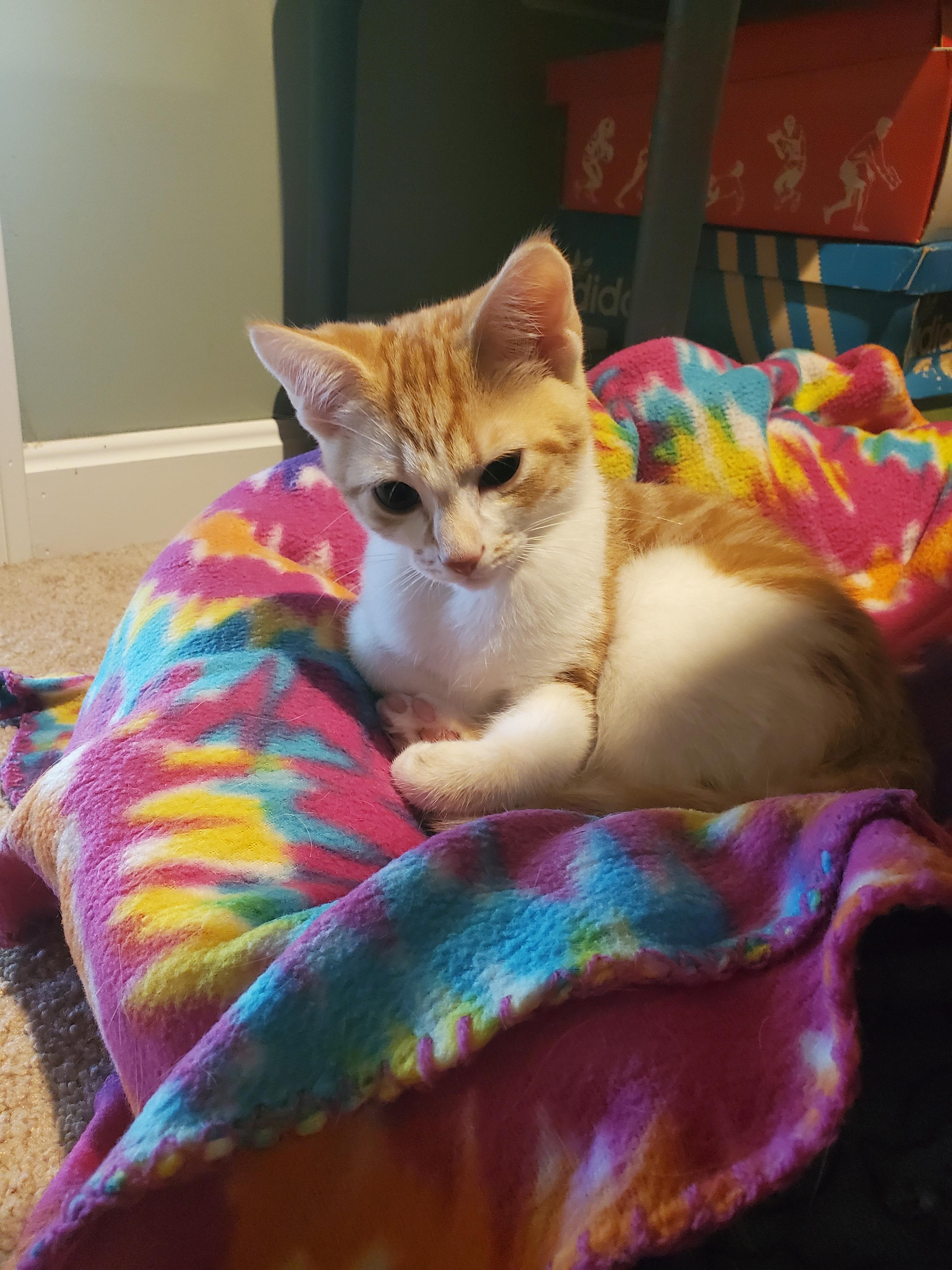 Enlarge Tiny Tim, a Adopted Domestic Short Hair in Burlington, VT image 5/6