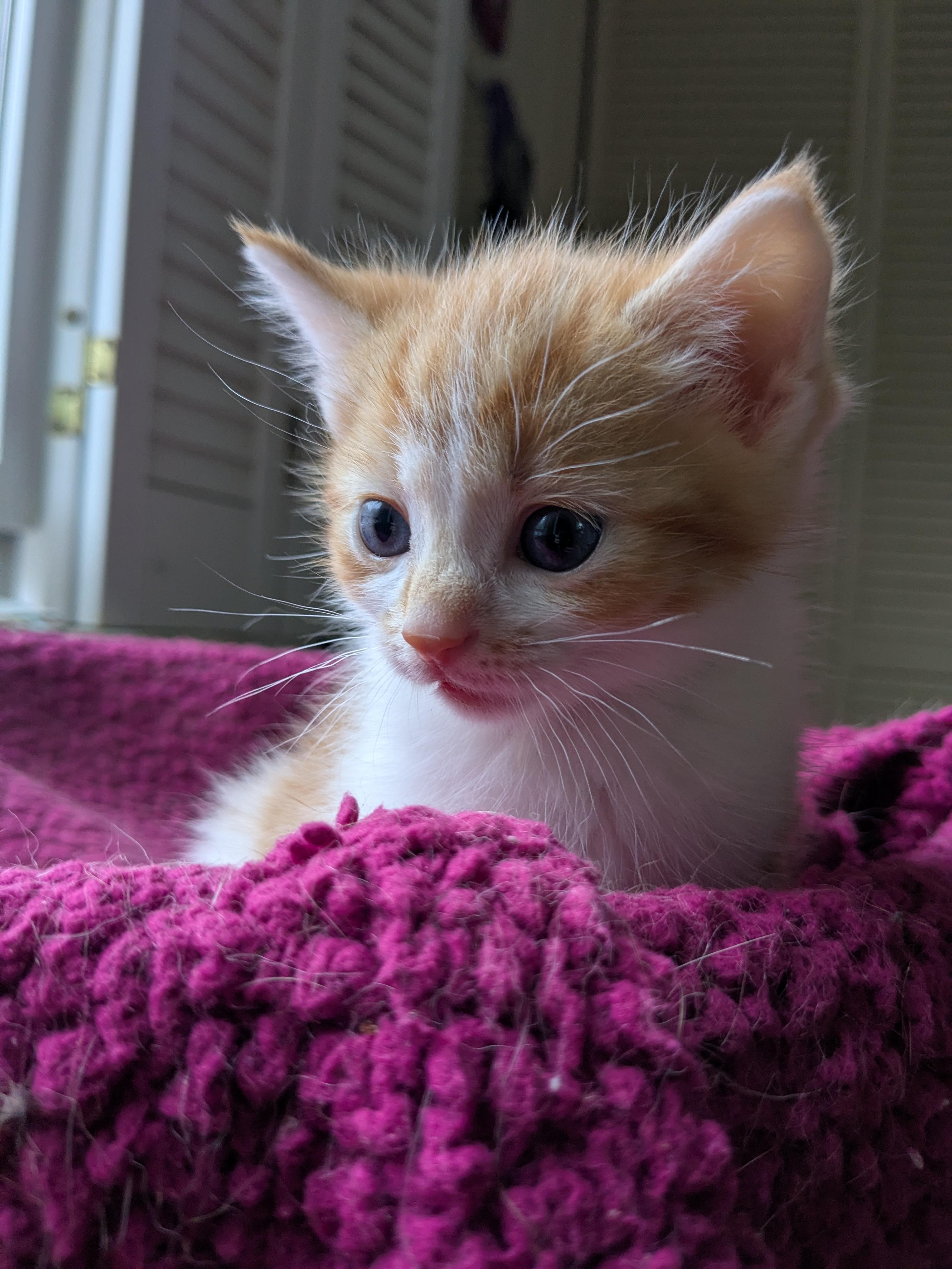 Enlarge Tiny Tim, a Adopted Domestic Short Hair in Burlington, VT image 6/6