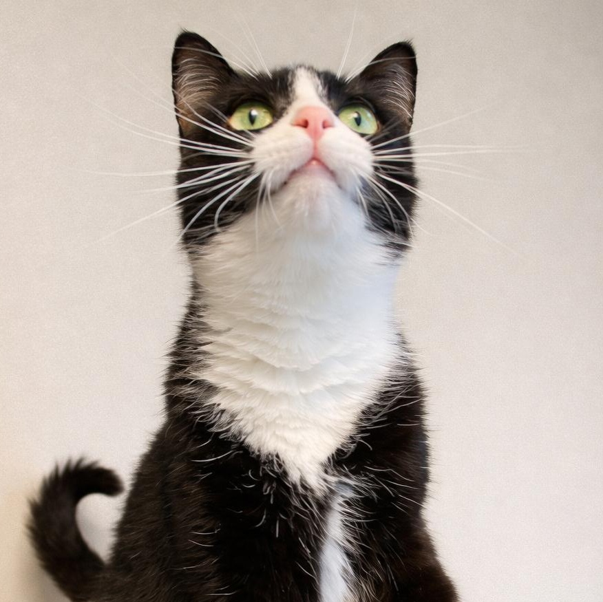 Enlarge Hoku, a Adoptable mixed breed in Stafford, VA image 1/1