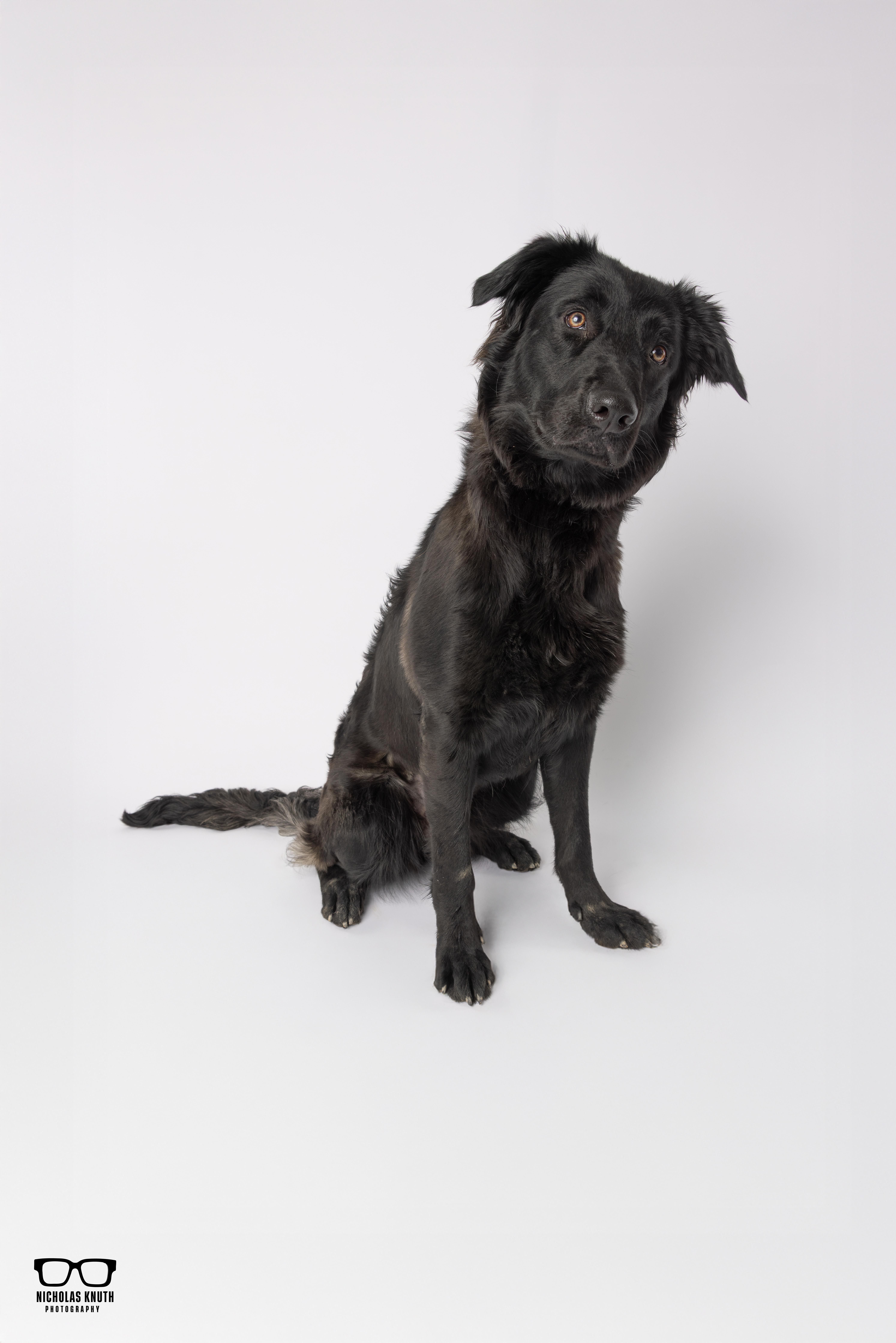 Enlarge Pixie, a ADOPTABLE mixed breed in Palatine, IL image 3/4