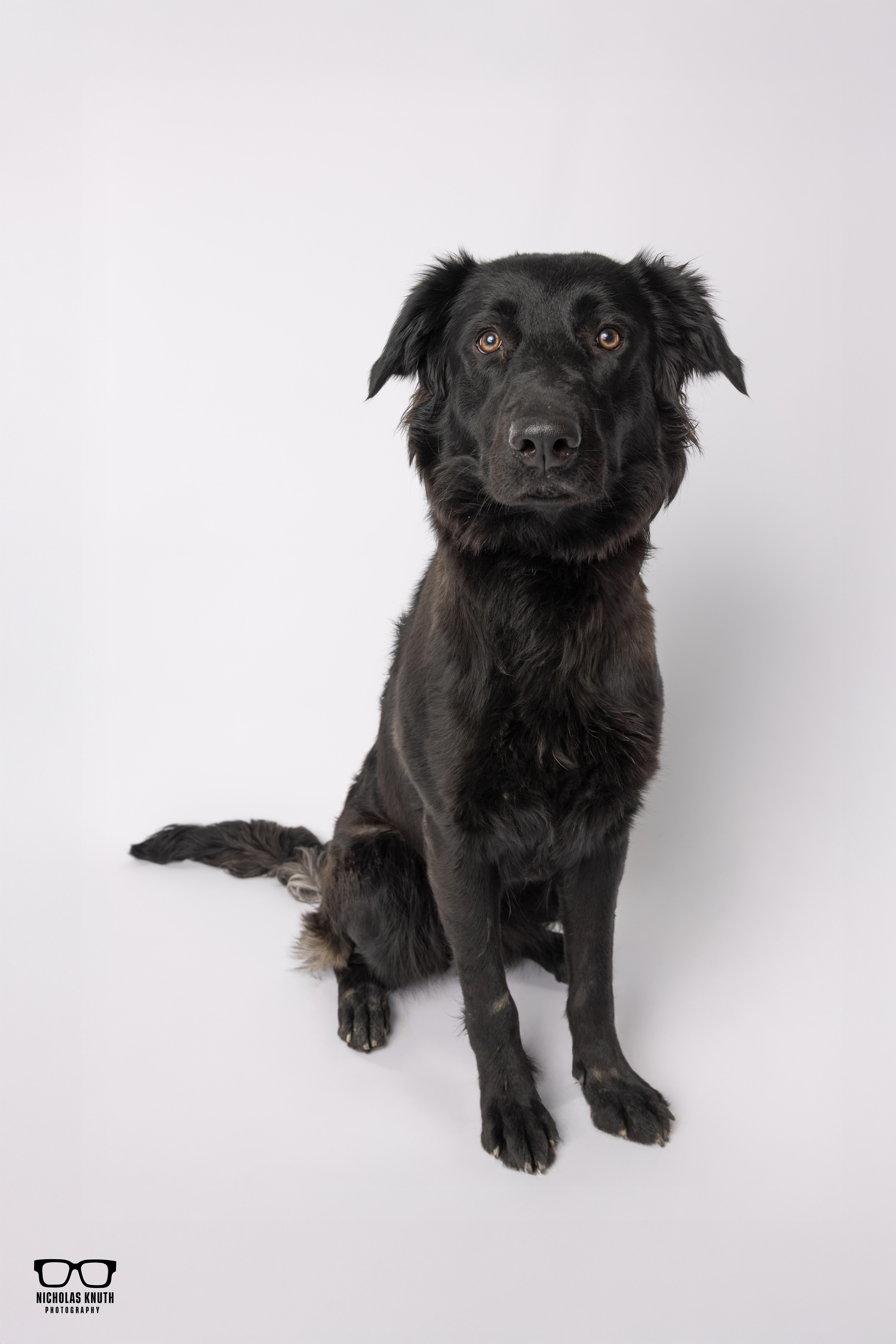 Enlarge Pixie, a ADOPTABLE mixed breed in Palatine, IL image 2/4