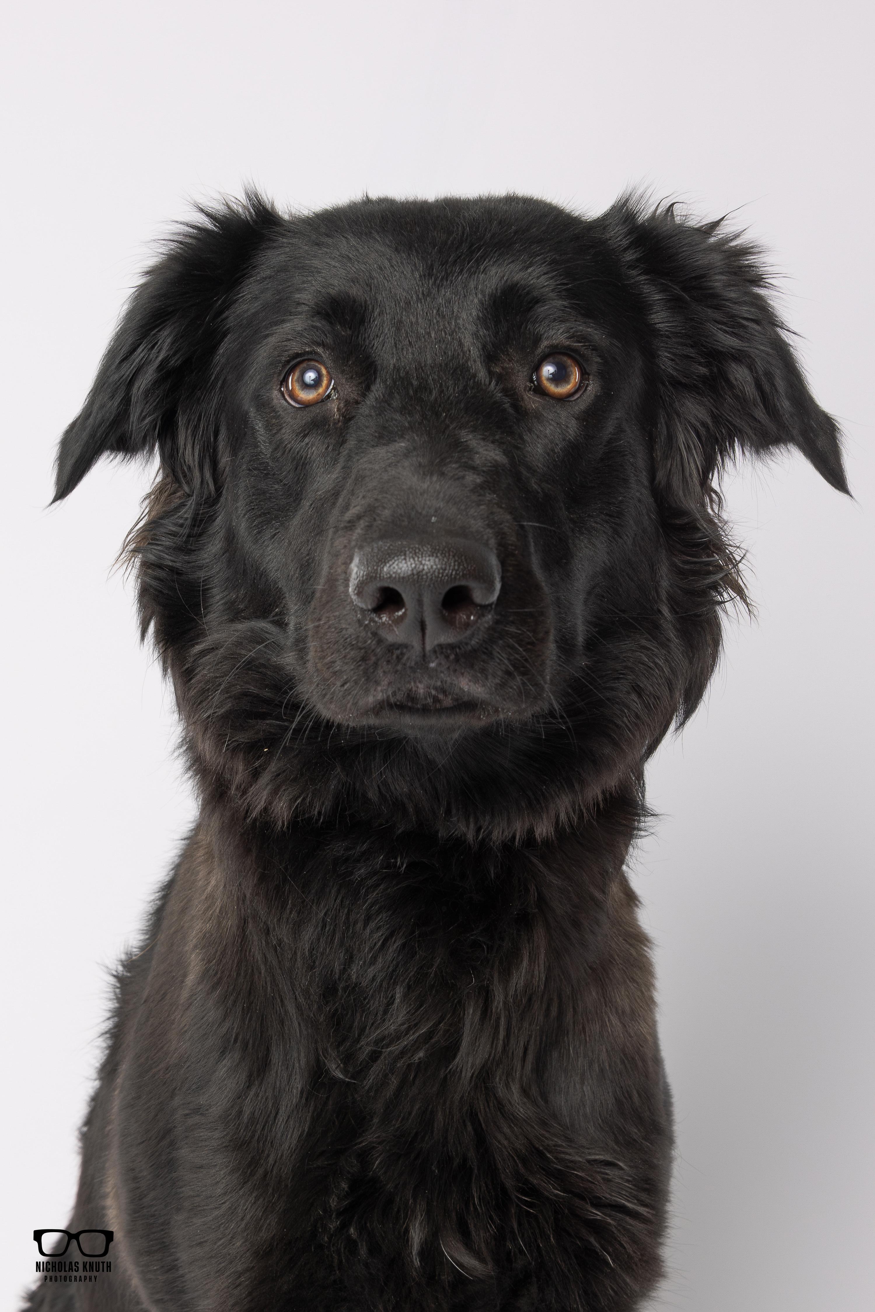 Enlarge Pixie, a ADOPTABLE mixed breed in Palatine, IL image 1/4