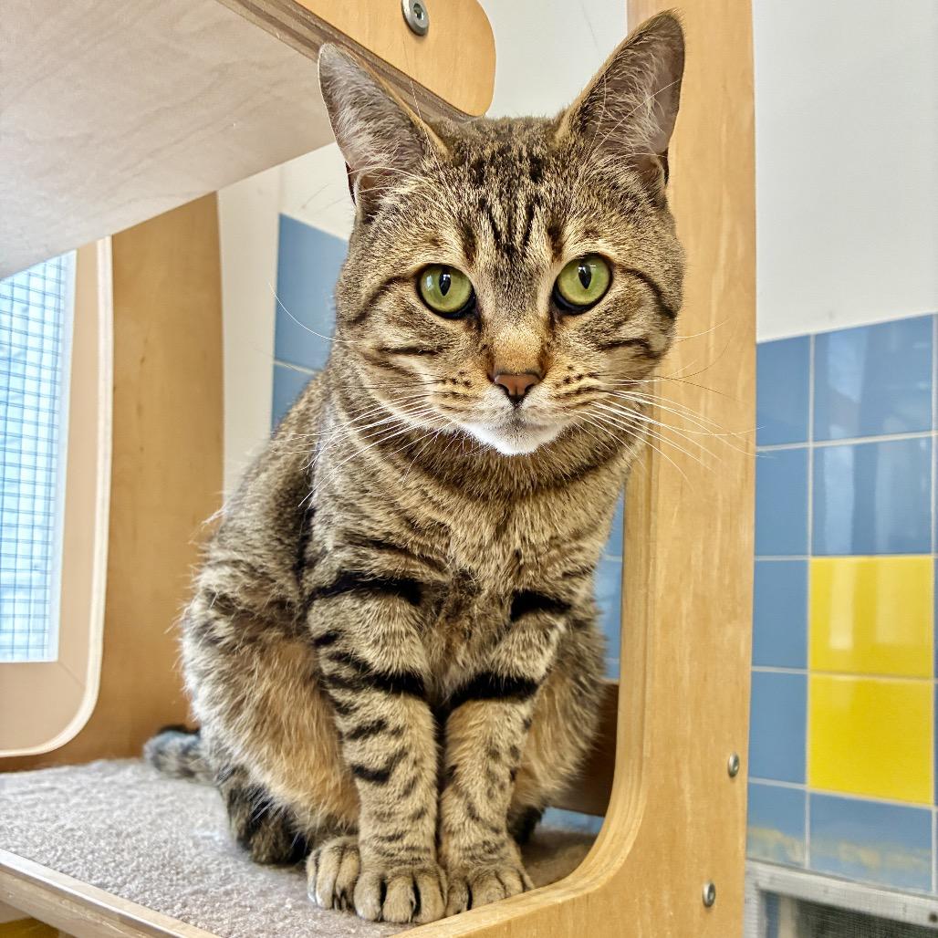 Jaden, Adoptable, Adult Male Domestic Short Hair.