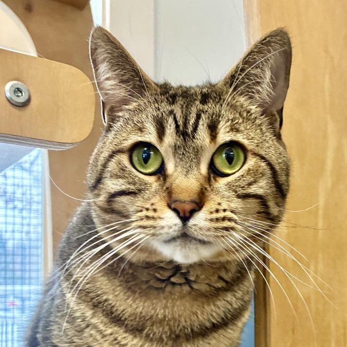 Enlarge Jaden, a Adoptable Domestic Short Hair in East Hampton, NY image 2/6