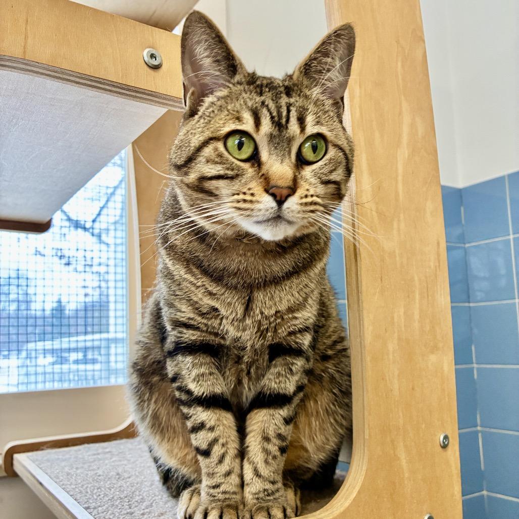 Enlarge Jaden, a Adoptable Domestic Short Hair in East Hampton, NY image 3/6