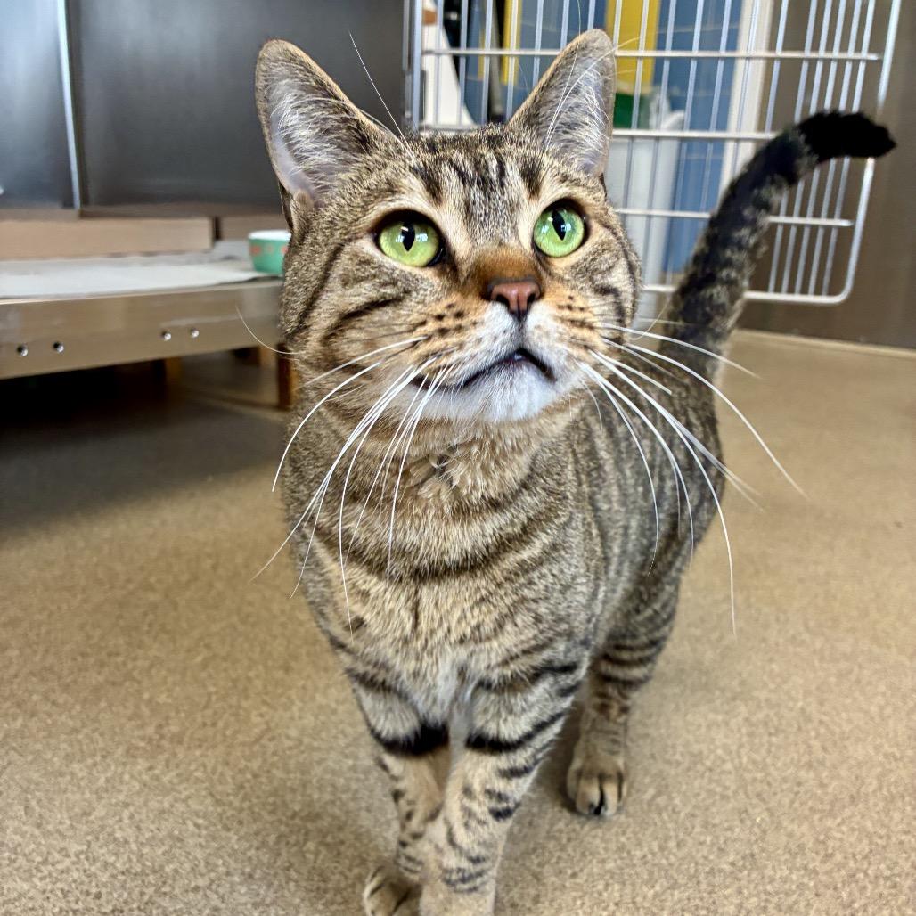 Enlarge Jaden, a Adoptable Domestic Short Hair in East Hampton, NY image 4/6