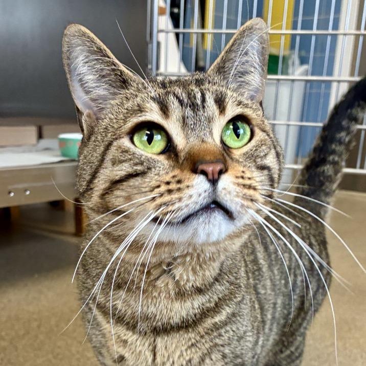 Enlarge Jaden, a Adoptable Domestic Short Hair in East Hampton, NY image 5/6