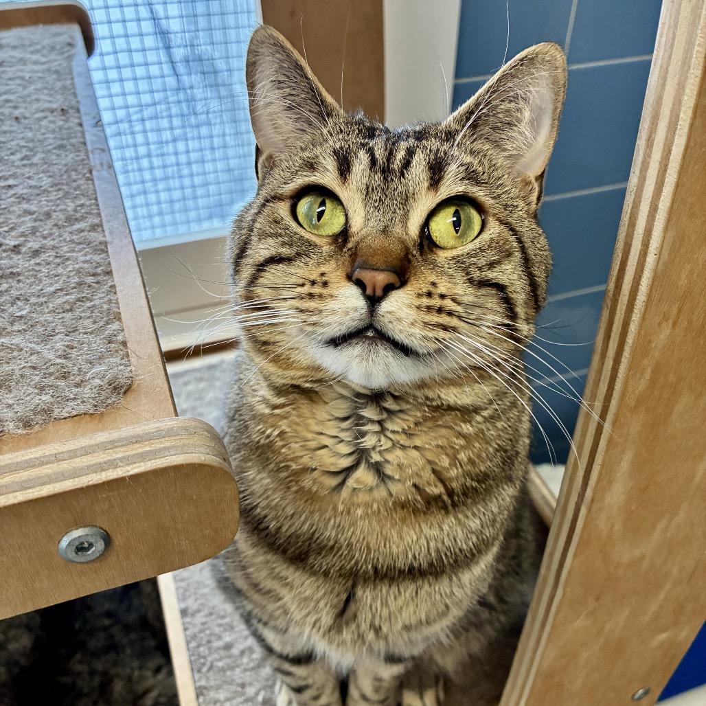 Enlarge Jaden, a Adoptable Domestic Short Hair in East Hampton, NY image 6/6