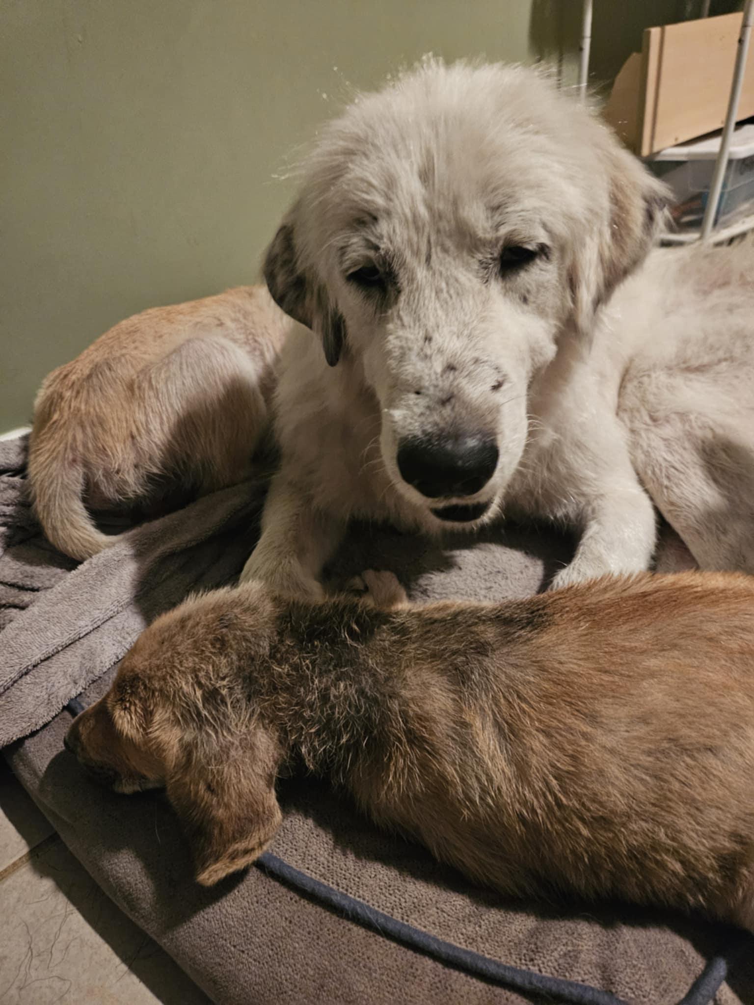 Tully, Adult Female Great Pyrenees