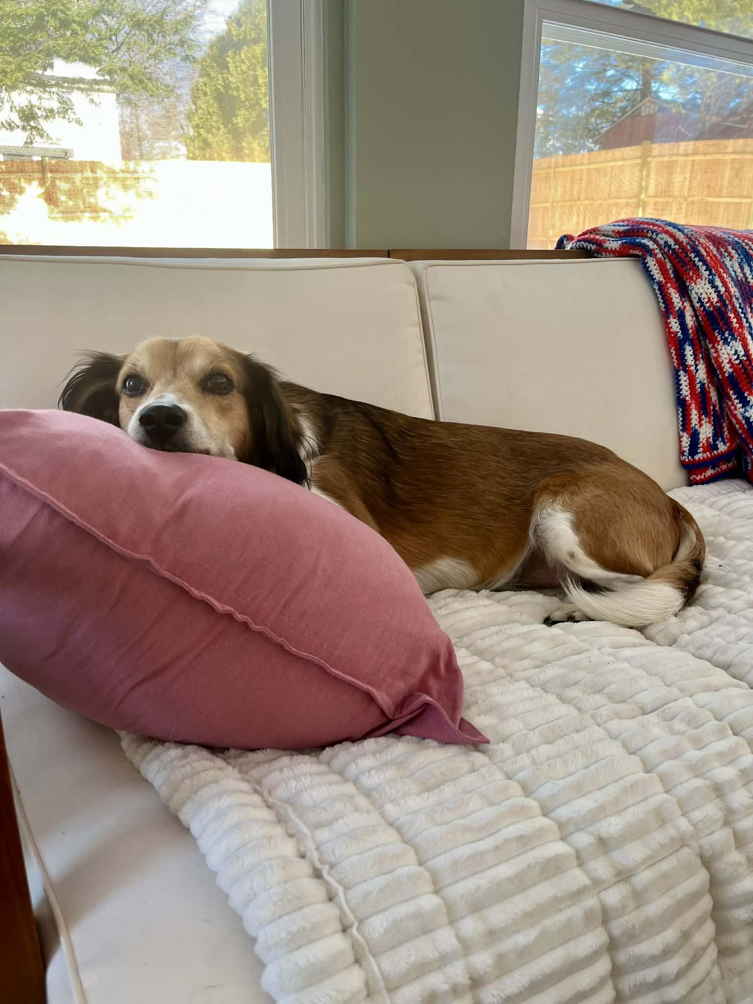 Enlarge Elijah , a Adoptable Mixed Breed in Argyle, NY image 4/6