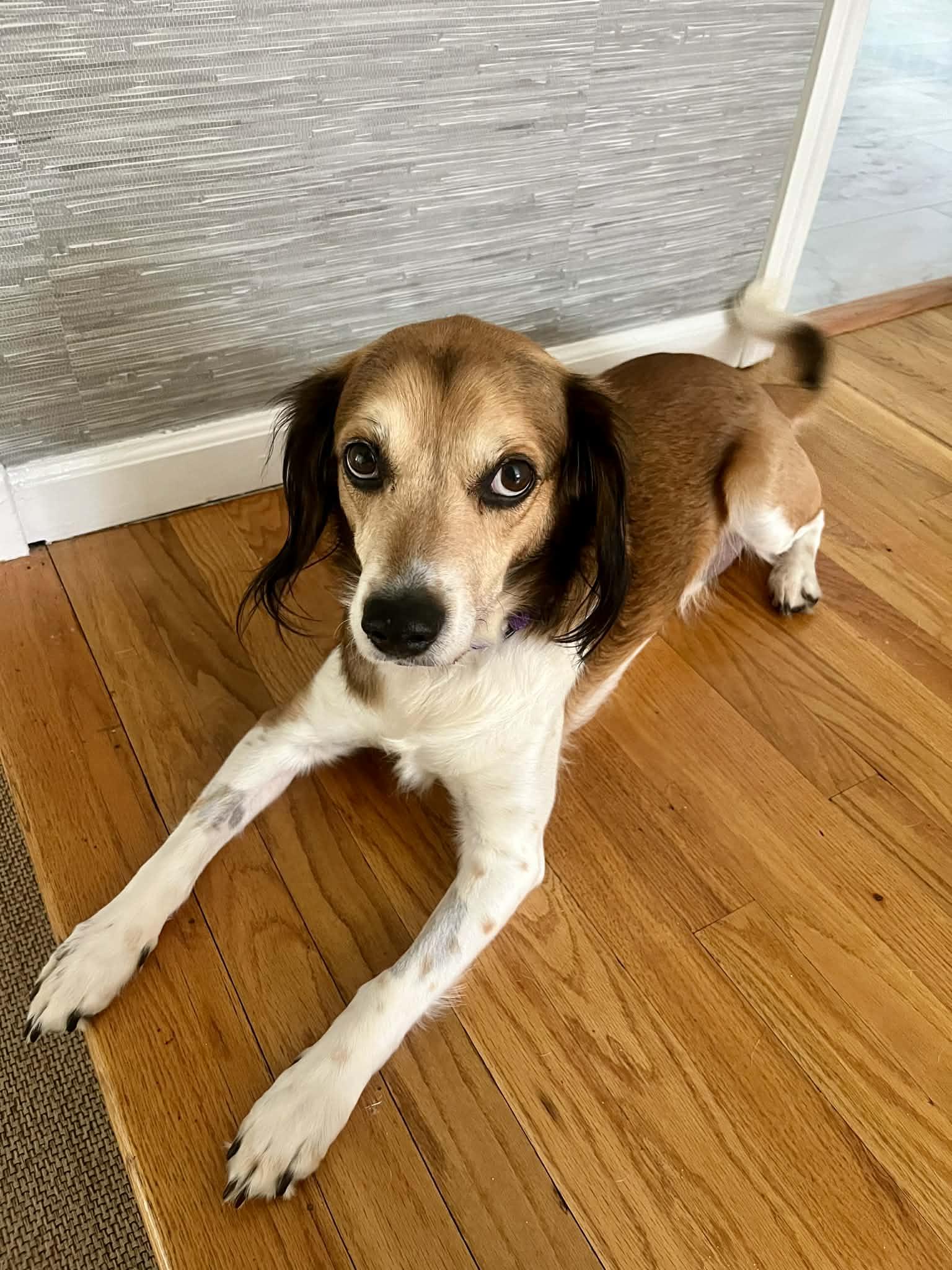 Enlarge Elijah , a Adoptable Mixed Breed in Argyle, NY image 6/6