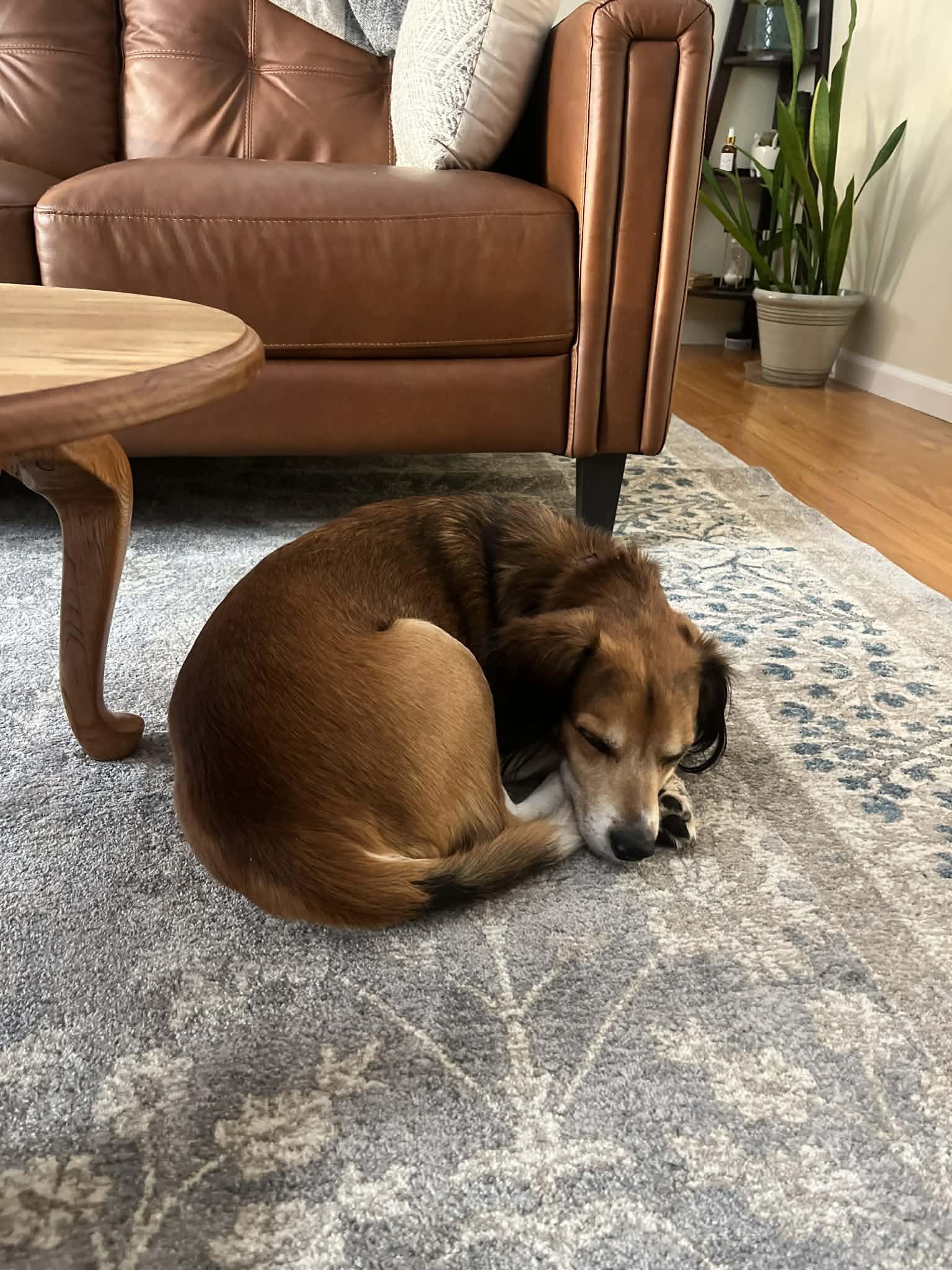 Enlarge Elijah , a Adoptable Mixed Breed in Argyle, NY image 5/6