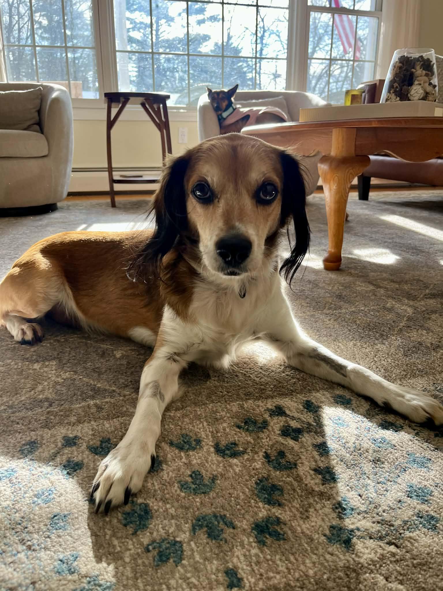 Elijah , Adoptable, Adult Male Mixed Breed.