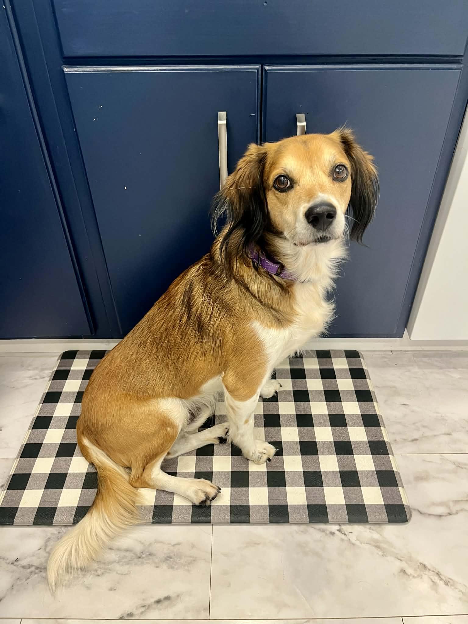 Enlarge Elijah , a Adoptable Mixed Breed in Argyle, NY image 3/6