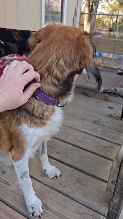 Enlarge Elijah , a Adoptable Mixed Breed in Argyle, NY video 2/6