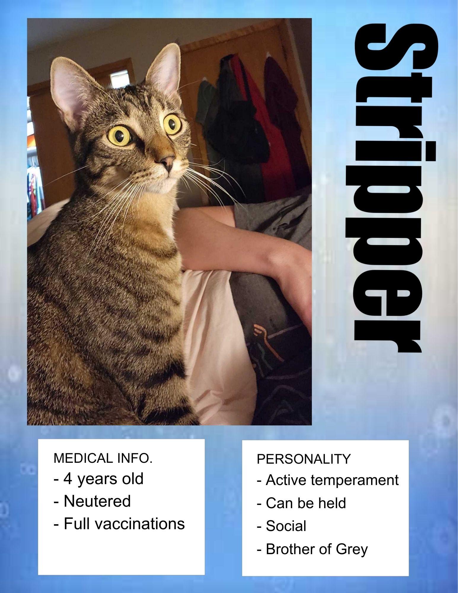 Striper, ADOPTABLE, Adult Male American Shorthair.
