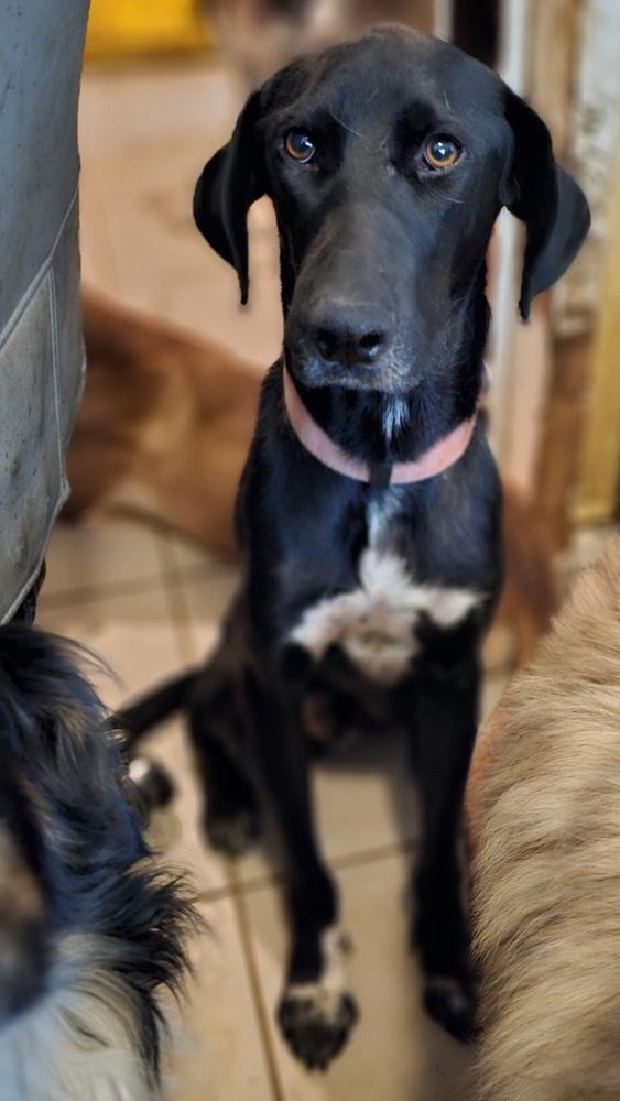 Darryl, Adoptable, Adult Male Pointer & Labrador Retriever.