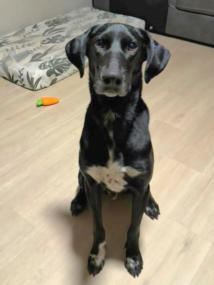 Enlarge Darryl, a Adoptable mixed breed in Nokomis, FL image 2/5