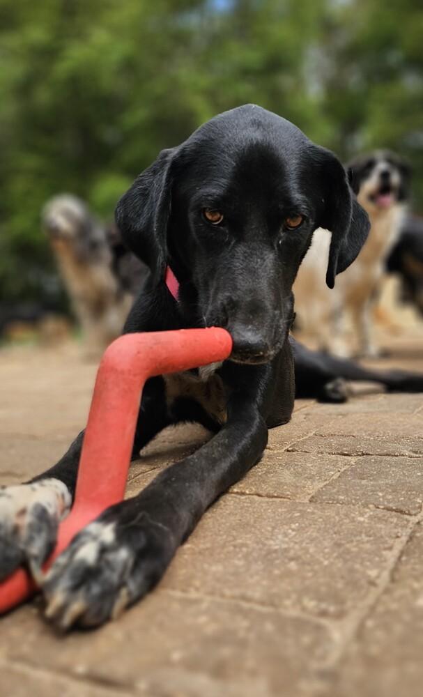 Enlarge Darryl, a Adoptable mixed breed in Nokomis, FL image 3/5