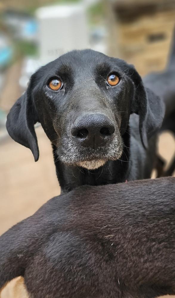 Enlarge Darryl, a Adoptable mixed breed in Nokomis, FL image 4/5