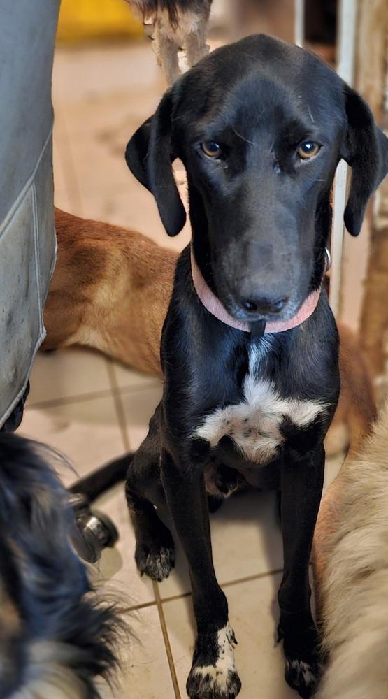 Enlarge Darryl, a Adoptable mixed breed in Nokomis, FL image 2/3