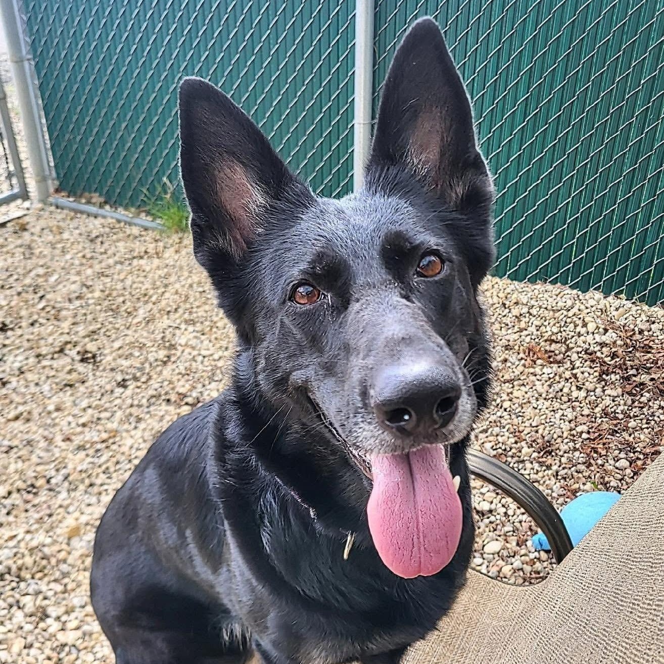 Luna , ADOPTABLE, Adult Female German Shepherd Dog.