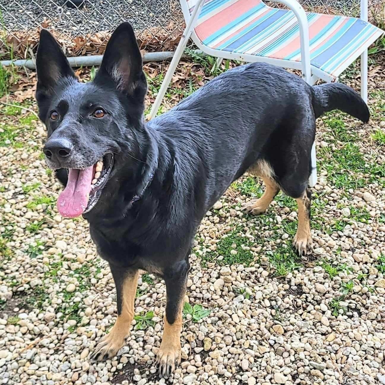 Enlarge Luna , a ADOPTABLE German Shepherd Dog in Manahawkin, NJ image 2/2