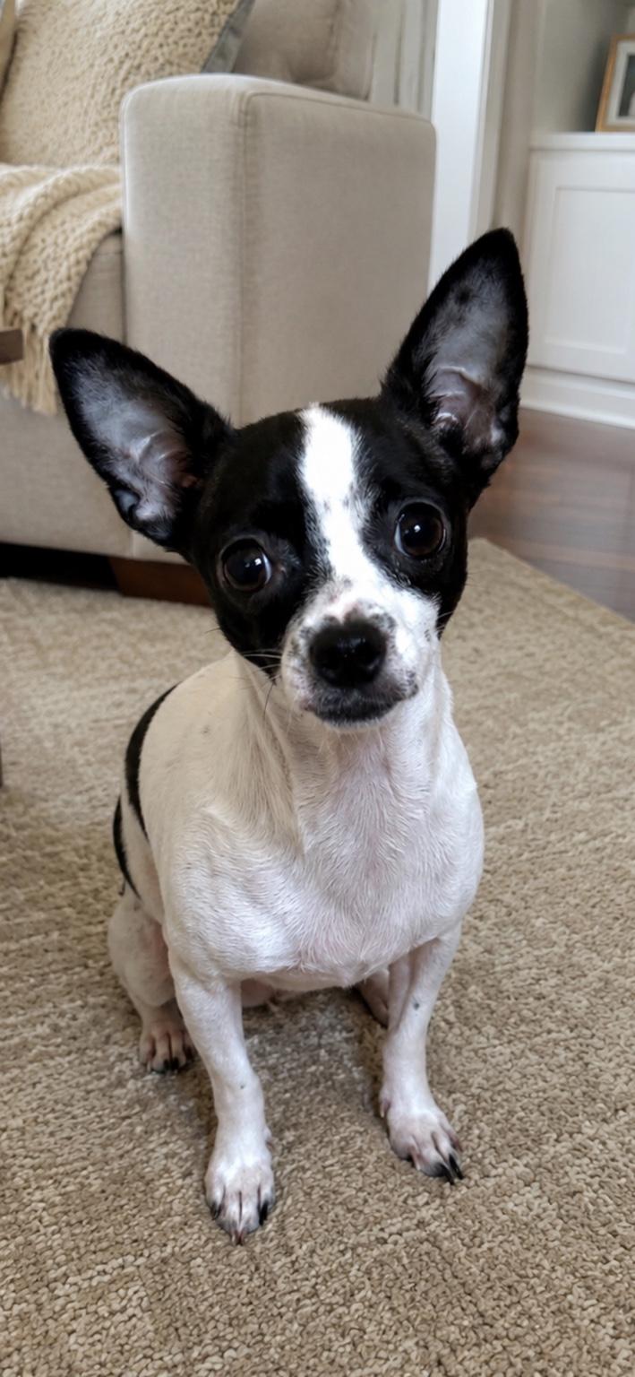 Enlarge Maid, a Adoptable Chihuahua in Richmond, VA image 3/4