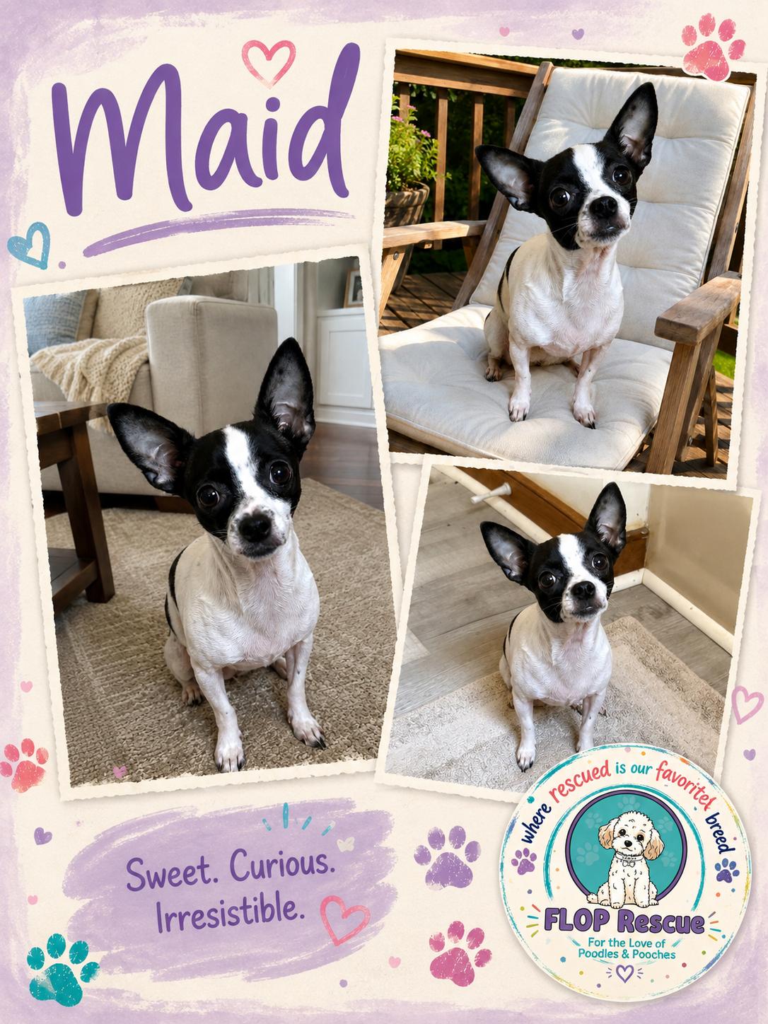 Maid, Adoptable, Young Female Chihuahua.
