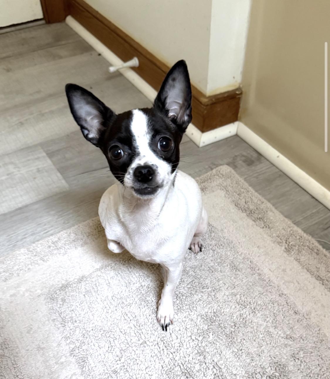 Enlarge Maid, a Adoptable Chihuahua in Richmond, VA image 4/4
