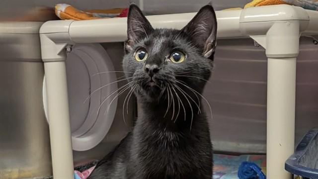 CRIMSON, Adoptable, Kitten Male Domestic Short Hair.