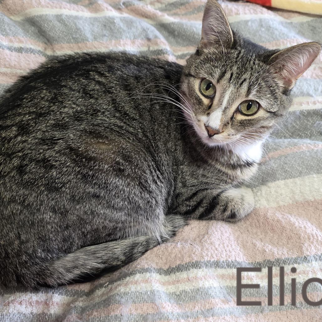 Enlarge Elliott, a Adoptable Domestic Short Hair in Layton, UT image 1/3