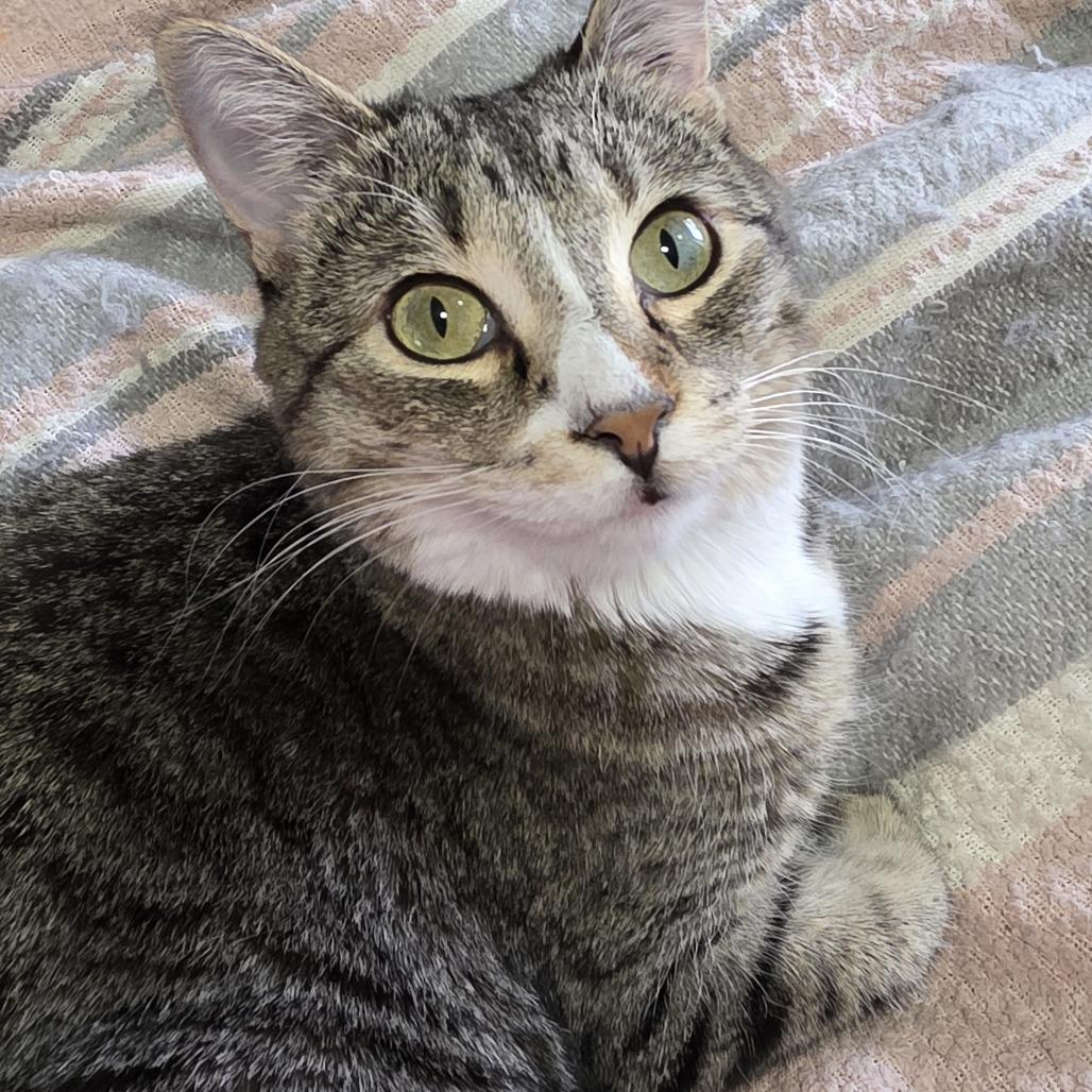 Enlarge Elliott, a Adoptable Domestic Short Hair in Layton, UT image 3/3