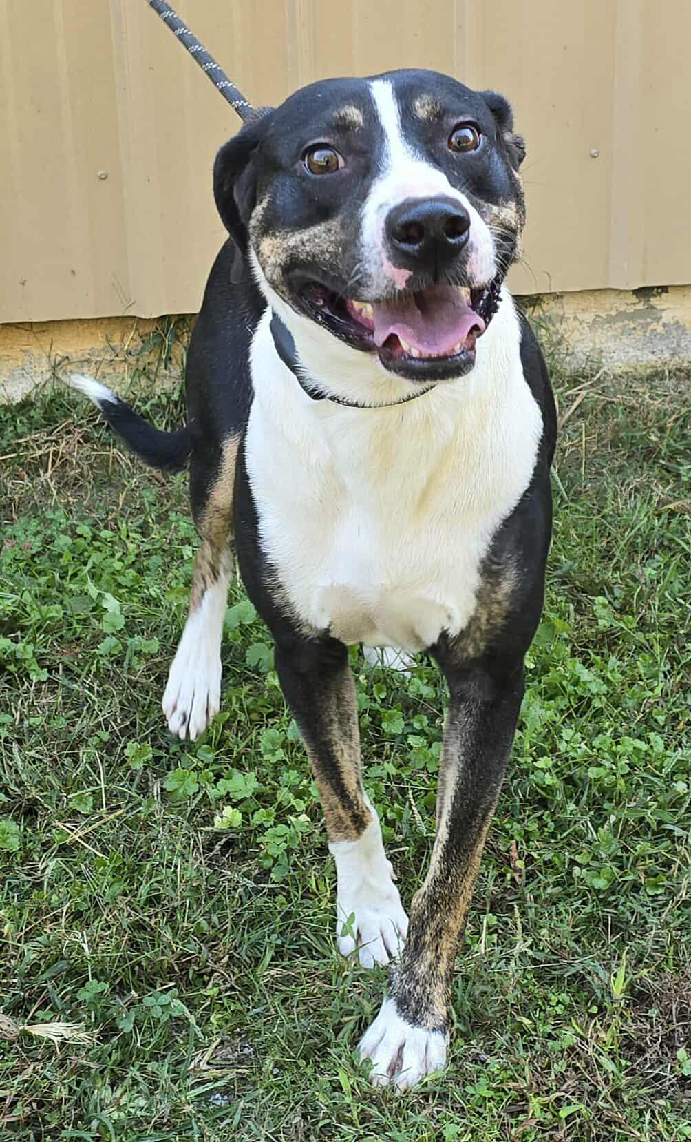 Enlarge Sammy, a Adoptable mixed breed in Newport, TN image 1/6