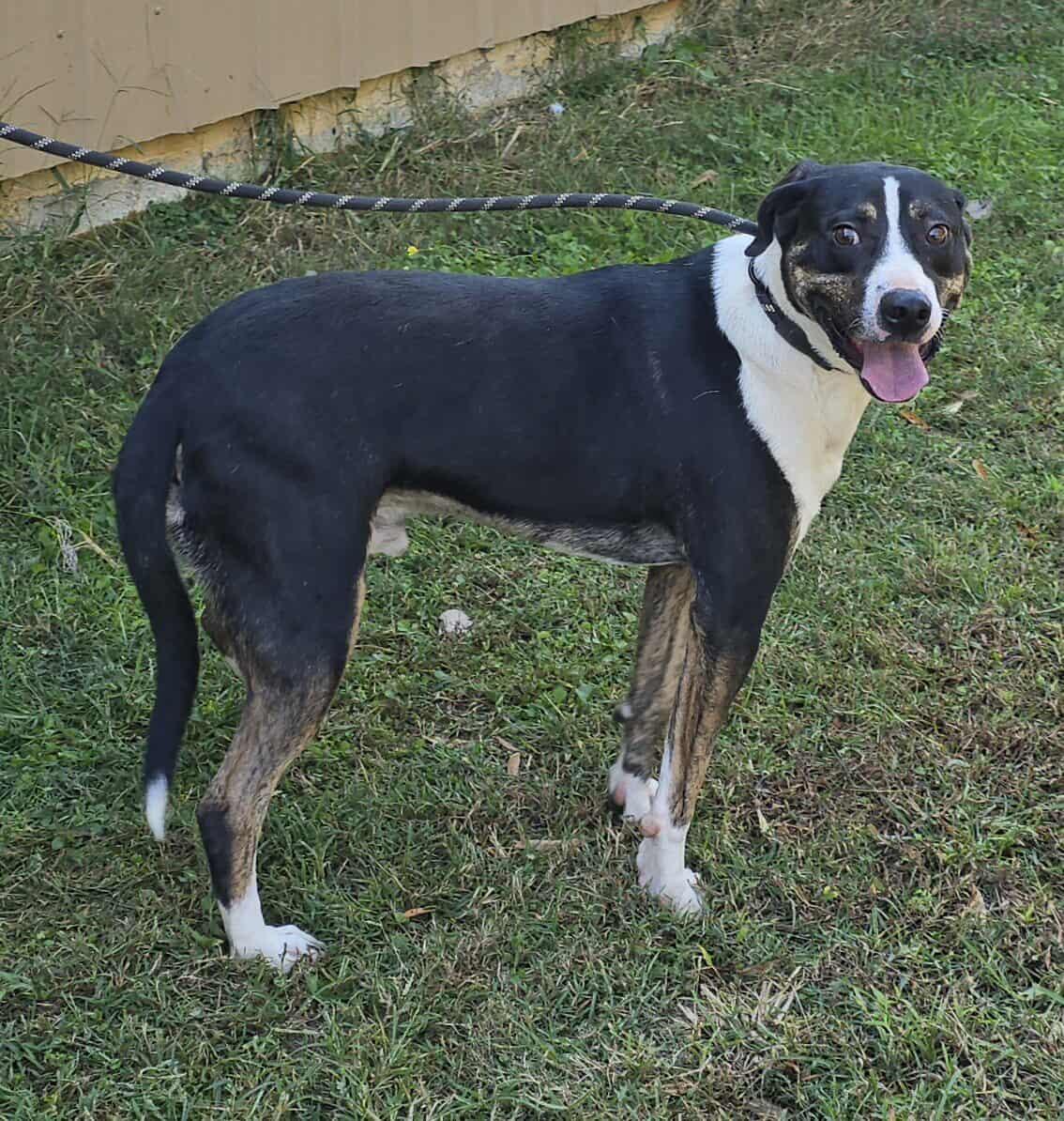 Enlarge Sammy, a Adoptable mixed breed in Newport, TN image 2/6